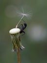 Ant on dandelion Royalty Free Stock Photo