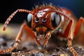 Ant detailed focus stacked photo