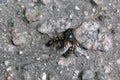 An ant drags a dead fly