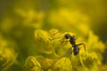 Ant on the yellow flower Royalty Free Stock Photo