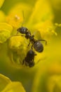 Ant on the yellow flower Royalty Free Stock Photo