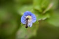 Ant is drinking nectar from flower Royalty Free Stock Photo