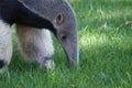 Ant eater Royalty Free Stock Photo