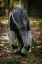 Ant-eater portrait in nature park