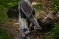 Ant-eater portrait in nature park