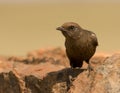 Ant eating chat Royalty Free Stock Photo