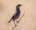 Ant-eating Chat Royalty Free Stock Photo