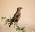 Ant-eating Chat Royalty Free Stock Photo