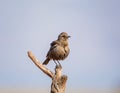 Ant-eating Chat Royalty Free Stock Photo