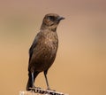 Ant Eating Chat, photographed in South Africa. Royalty Free Stock Photo