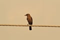 Ant Eating Chat perched on electricity wire Royalty Free Stock Photo