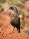 Ant eating chat on red soil Royalty Free Stock Photo