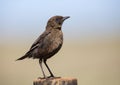 Ant eating chat sitting on a perch in early morning sun Royalty Free Stock Photo