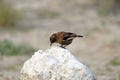 Ant-eating chat on white rock Royalty Free Stock Photo