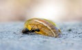 Ant eating honey Royalty Free Stock Photo