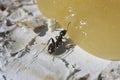 Ant eating honey. Royalty Free Stock Photo