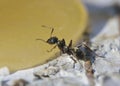 Ant eating honey. Royalty Free Stock Photo