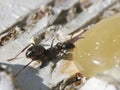 Ant eating honey. Royalty Free Stock Photo