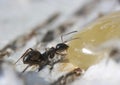 Ant eating honey. Royalty Free Stock Photo