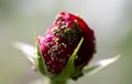 Ant eating micro organisms on red rose petals Royalty Free Stock Photo