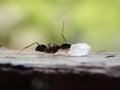 Ant Eating Piece of Sugar Royalty Free Stock Photo