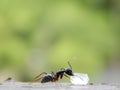 Ant Eating Sugar Royalty Free Stock Photo
