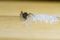 Ant Eating Sugar Royalty Free Stock Photo