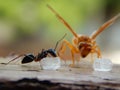 Ant Eating Sugar and Yellow Bee watching it Royalty Free Stock Photo