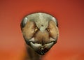Ant in extreme macro Royalty Free Stock Photo