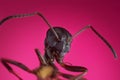 Ant extreme macro photography Royalty Free Stock Photo