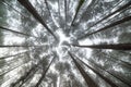 Ant eye view of group of pine tree in foggy