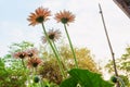 Ant eye view of yellow gerbera daisy flower Royalty Free Stock Photo