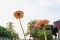 Ant eye view of yellow gerbera daisy flower Royalty Free Stock Photo