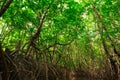 Ant eyes view of mangrove forest is lush in Thailand Royalty Free Stock Photo