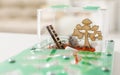 Ant farm formicarium on table, closeup view Royalty Free Stock Photo