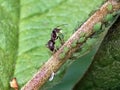Ant and Aphids Royalty Free Stock Photo