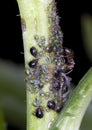 Ant and Black and green Aphids Royalty Free Stock Photo