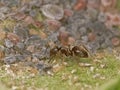 Ant and Black and green Aphids Royalty Free Stock Photo