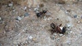 Ant a fight between two ants ant war between two colonies of pavement ants. close up of ant insect. battle of ants. ants war in th Royalty Free Stock Photo