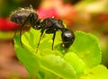 Ant with a flower Royalty Free Stock Photo