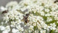 Ant on flower. Black garden ants on white flowers. Lasius niger.Ant on flower Royalty Free Stock Photo