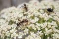 Ant on flower. Black garden ants on white flowers. Lasius niger.Ant on flower Royalty Free Stock Photo