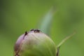 Ant on a flower bud Royalty Free Stock Photo