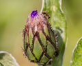 Ant on flower bud