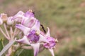 Ant on a flower