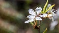 An ant in a flower. A flowering tree. Spring flowering and insect