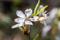 An ant in a flower. A flowering tree. Spring flowering and insect