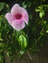 An ant in the flower heart of Bower vine.Macro close up view. Royalty Free Stock Photo