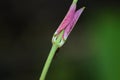 Ant in flower