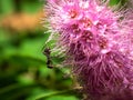 An ant on a flower of verbena paniculata.